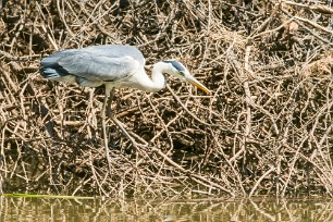 Grey Heron (Héron cendré) Du côté d'Omaruru