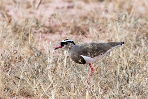 Crowned Lapwing (Vanneau couronné) Du côté d'Omaruru