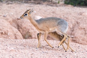 Dik-dik Du côté d'Omaruru