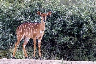 Nyala Du côté d'Omaruru