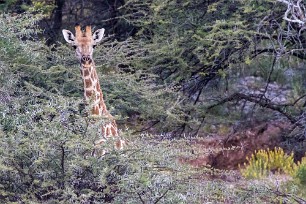 Girafe Du côté d'Omaruru