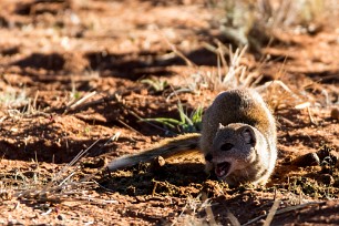 Mangouste fauve Kalahari