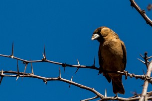 Sociable Weaver (Républicain social) Kalahari