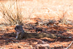 Mangouste fauve Kalahari