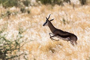 Springbok Kalahari