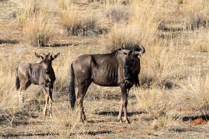 Gnous Kalahari