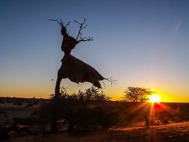 Nid de républicains sociaux Kalahari