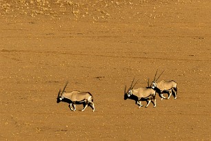 Oryx Sesriem et Namib