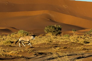 Oryx Sesriem et Namib