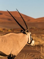 Oryx Sesriem et Namib