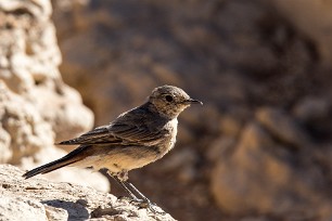 Chat Flycatcher (Gobemouche traquet) Sesriem et Namib