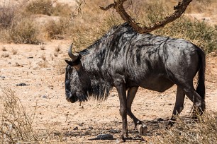 Gnous Sesriem et Namib