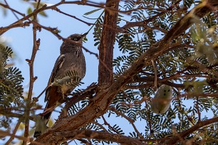 Chestnut-vented Warbler (Parisome grignette) Sesriem et Namib