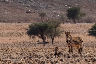 Zèbre de montagne Sesriem et Namib