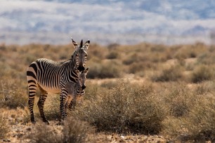 Zèbre de montagne Sesriem et Namib