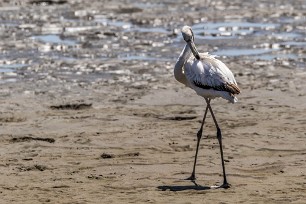 Greatyer flamingo (Flamand rose) Walvis Bay