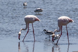 Greater flamingo (Flamand rose) Walvis Bay