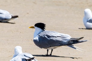 Swift Tern (Sterne huppée) Walvis Bay