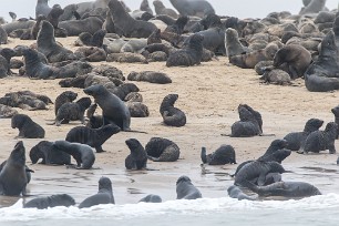 Otaries à fourrure du Cap Walvis Bay