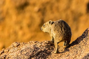 Daman des rochers Twyfelfontein