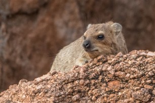 Daman des rochers Twyfelfontein