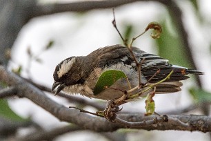 White-browed Sparrow-Weaver (Mahali à sourcils blancs) Twyfelfontein