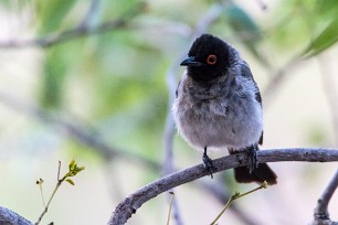 African Red-eyed Bulbul (Bulbul brunoir) Twyfelfontein