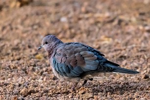 Laughing Dove (Tourterelle maillée) Twyfelfontein