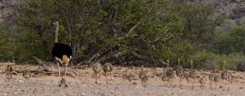 Ostrich (Autruche) Twyfelfontein