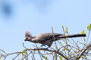 Grey Go-away-bird (Touraco concolore) Waterberg