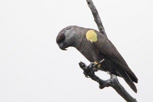 Meyer's Parrot (Perroquet de Meyer) Waterberg