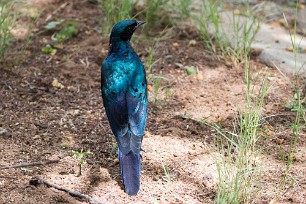 Burchell's Starling (Choucador de Burchell) Waterberg