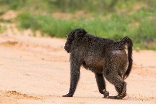 Babouin Waterberg