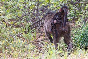 Babouin Waterberg