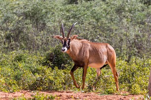 Antilope rouanne Waterberg