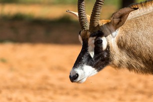 Antilope rouanne Waterberg