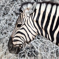 Zèbre Namibie - Parc d'Etosha