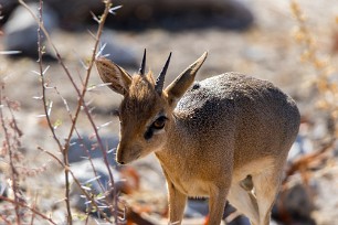 Dik-dik Namibie - Parc d'Etosha