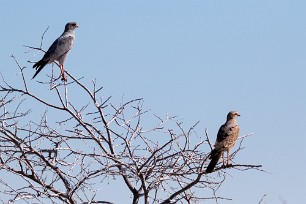 Southern Pale Chanting Goshawk (Autour chanteur) Namibie - Parc d'Etosha