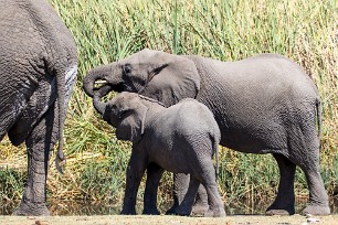 Eléphant Namibie - Parc d'Etosha