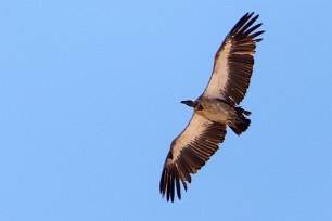 White-backed Vulture (Vautour africain) Namibie - Parc d'Etosha