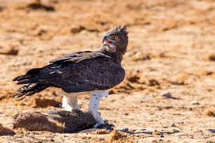 Martial Eagle (Aigle martial) Namibie - Parc d'Etosha