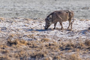 Phacochère Namibie - Parc d'Etosha