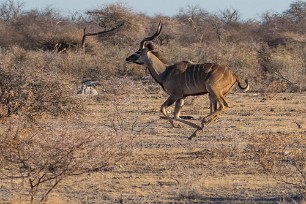 Grand Koudou Namibie - Parc d'Etosha