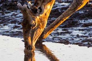 Girafe Namibie - Parc d'Etosha