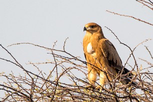 Tawny Eagle (Aigle ravisseur) Namibie - Otjiwarongo