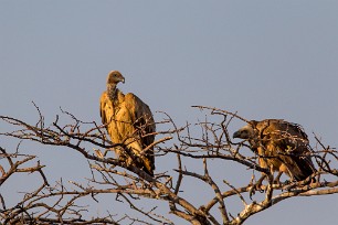 White-backed Vulture (Vautour africain) Namibie - Otjiwarongo