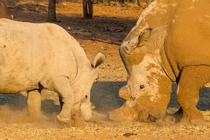 Rhinocéros blanc Namibie - Otjiwarongo