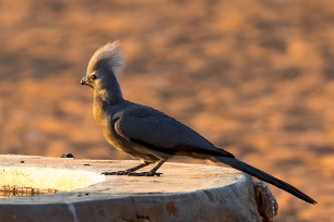 Grey Go-away-bird (Touraco concolore) Namibie - Otjiwarongo