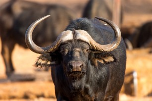 Buffle Namibie - Waterberg